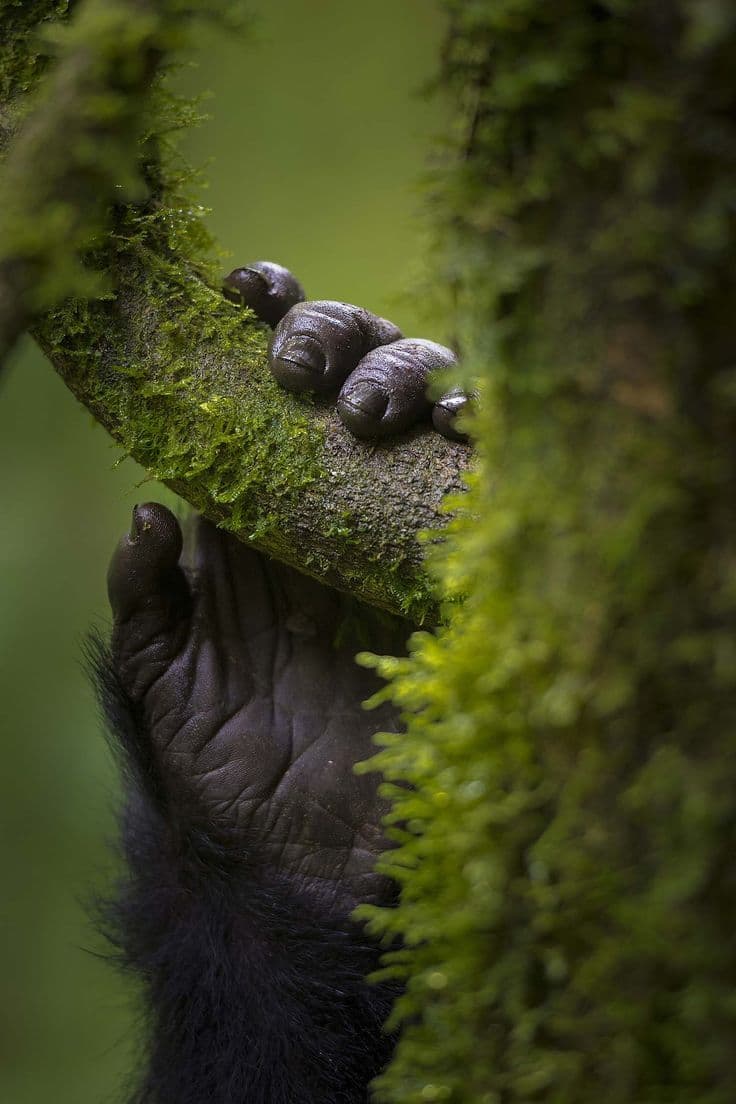 Bwindi Gorilla Experience