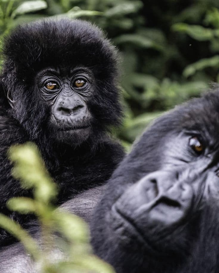 Bwindi Gorilla Experience 1