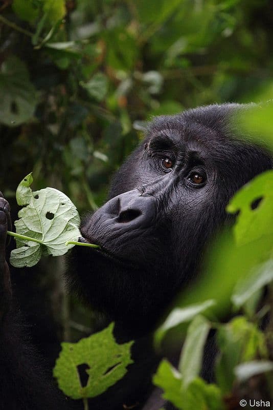 Bwindi Gorilla Experience 2