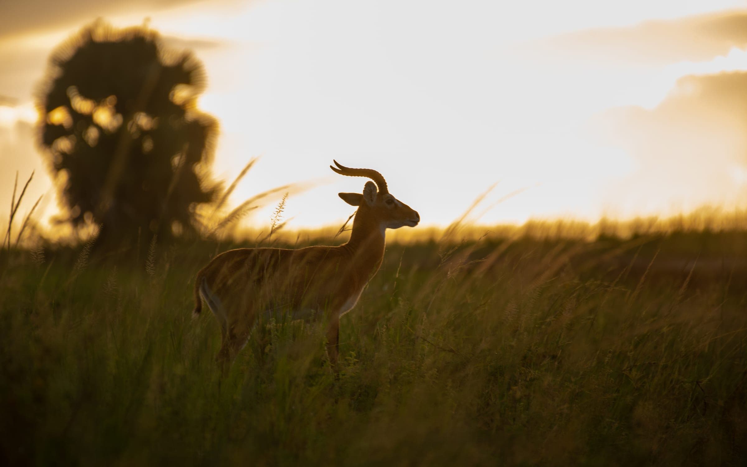 Big Five Uganda Safari 4