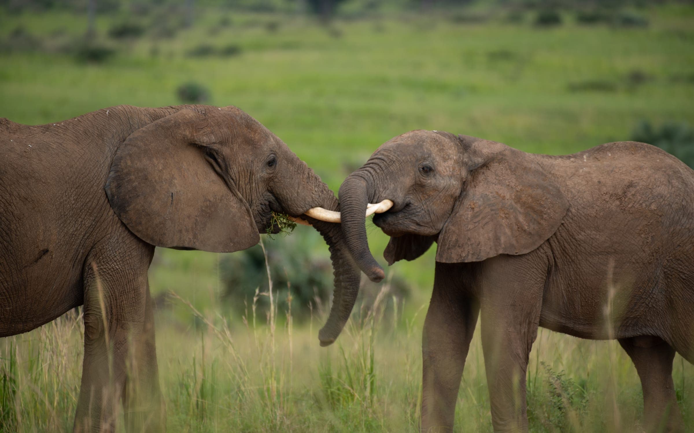 Big Five Uganda Safari 3
