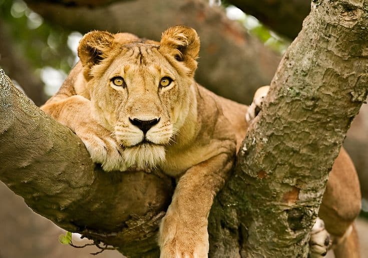 Queen Elizabeth National Park